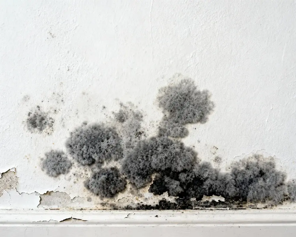 Svart mögel i hörn av badrumsvägg nära tak